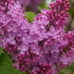 Orgován obyčajný (Syringa vulgaris) ‘PRINCESSE STURDZA’ - výška 40-50 cm, kont. C2L